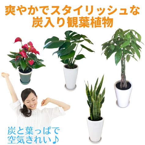 鬼門 植物|鬼門（北東）で開運！おすすめ観葉植物【最強8選】